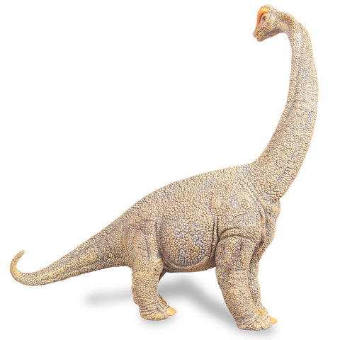 Shops collecta brachiosaurus